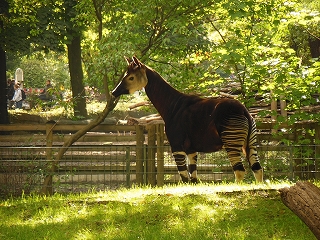 アフリカ？ベルリンです。